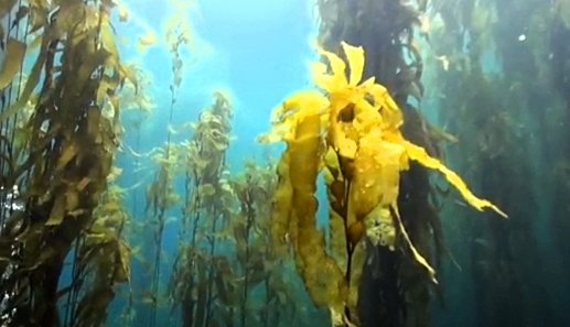 Foliage plant in the sea