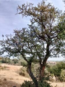 Acacia Modesta picture