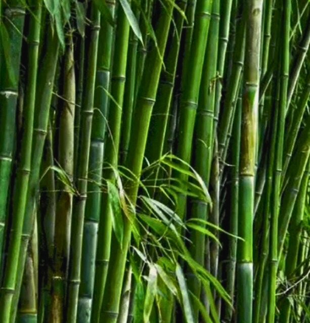 Bamboo plant