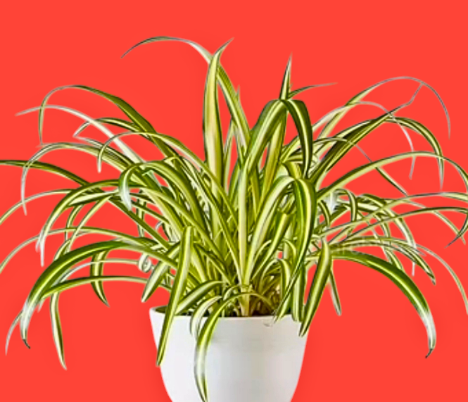 15 query about vine indoor plants