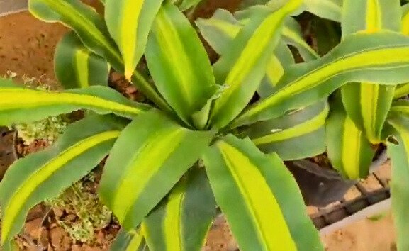 Dracaena plant