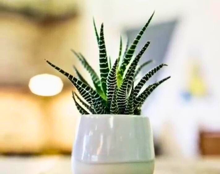 Spider Plants Indoor benefits