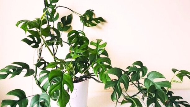 Vine plants indoor