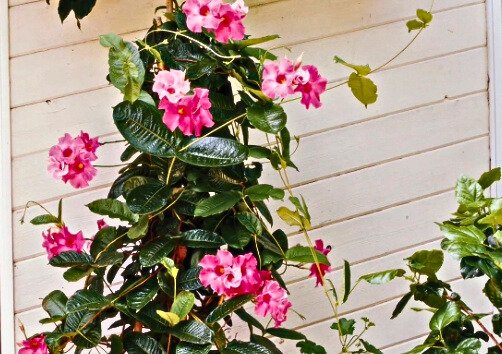 Best indoor climbing plant