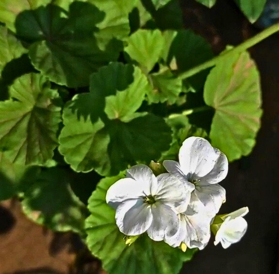 Geranium plant