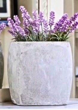 Lavender plant