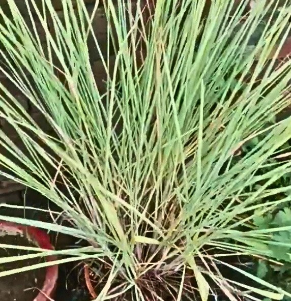 Lemon grass plant