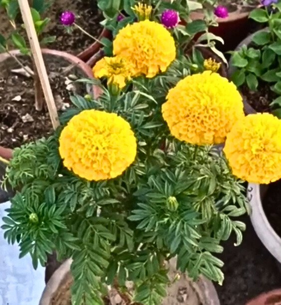 Marigold plant