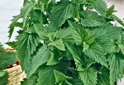 Mint plant