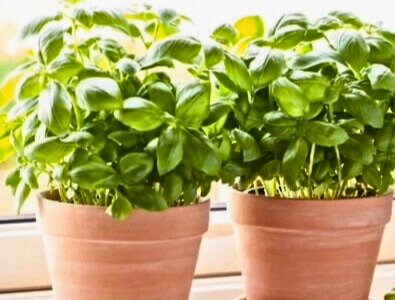 Mosquito repellent plants indoor