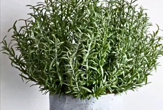 Rosemary plant