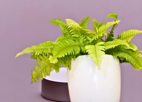 best indoor plants