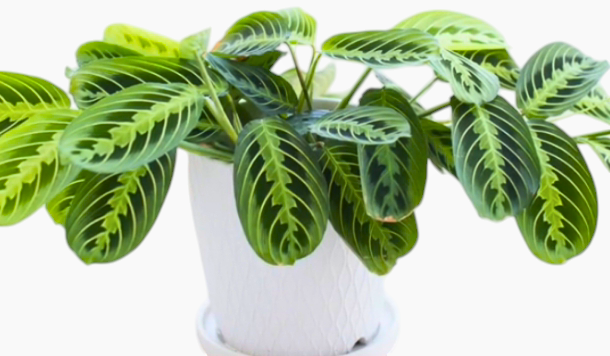 Prayer plant