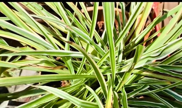 Brown leaves spider plant