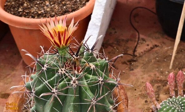 Cactus indoor plant