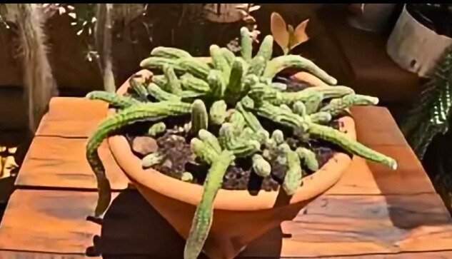 Cactus plant care