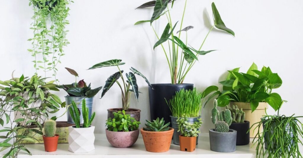 Rare plants